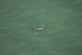 Missing Picture